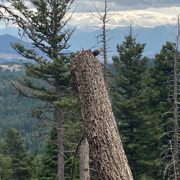 Meet your Posher, Paige - Picture 1 of 1